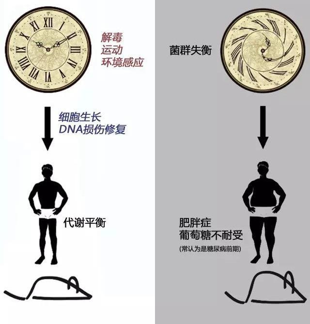 腸道菌群、腸促胰素與糖代謝異常